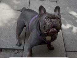 Reunited Male Dog last seen Near W 33rd St, Chicago, IL 60608, USA, Chicago, IL 60608