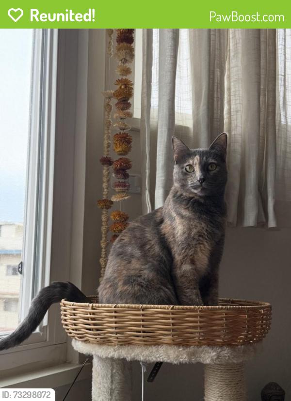 Reunited Female Cat last seen 16th and Dolores, San Francisco, CA 94103