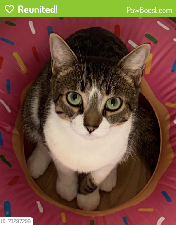 Reunited Female Cat last seen S Vine St and W 8th St, Hinsdale, IL 60521