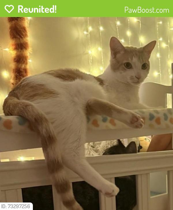 Reunited Male Cat last seen S Vine St and W 8th St, Hinsdale, IL 60521