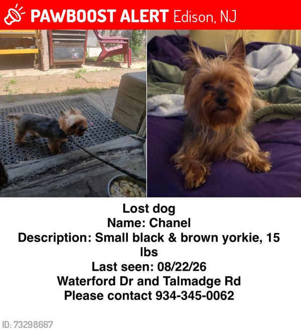Lost Female Dog last seen Durham and talmadge, Edison, NJ 08817
