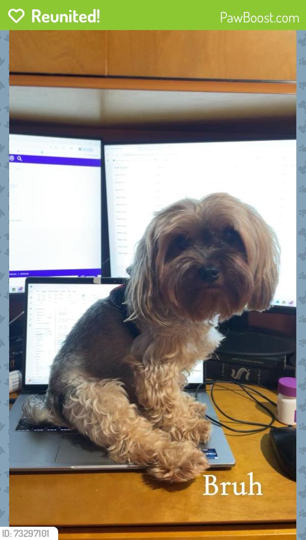 Reunited Male Dog last seen Near 2nd Ave, Maywood, IL 60153