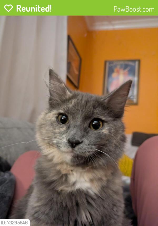 Reunited Female Cat last seen Mann ave between 30th and 32nd, Des Moines, IA 50310