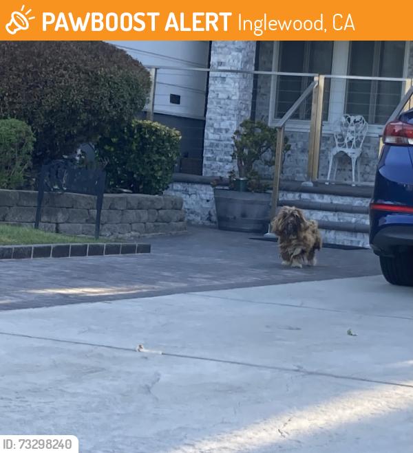 Found/Stray Male Dog last seen 5th Av and 90th St, Inglewood, CA 90305