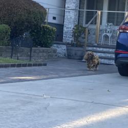 Found/Stray Male Dog last seen 5th Av and 90th St, Inglewood, CA 90305