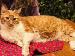 Lost Male Cat last seen Feather Cove 1 Halyard Way and Clew Court, Indianapolis, IN 46236