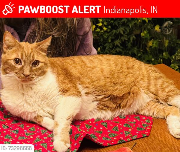 Lost Male Cat last seen Feather Cove 1 Halyard Way and Clew Court, Indianapolis, IN 46236
