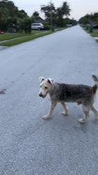 Reunited Male Dog last seen Island dr, Miramar, FL 33023