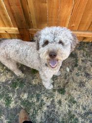 Found/Stray Male Dog last seen 16th and Timothy, Philomath, OR 97370