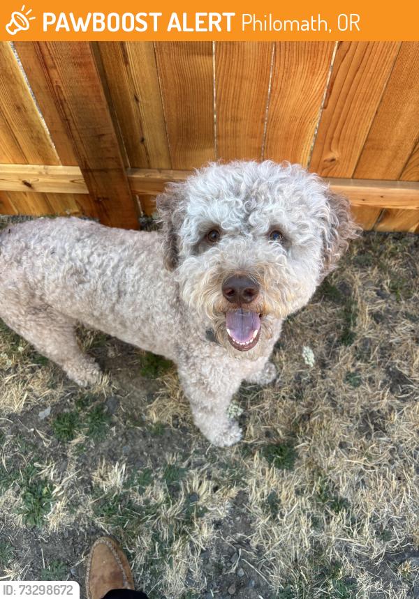 Found/Stray Male Dog last seen 16th and Timothy, Philomath, OR 97370