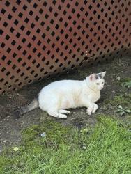 Found/Stray Unknown Cat last seen Slate hill near polaris mall, Columbus, OH 43085