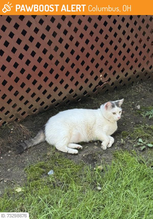 Found/Stray Unknown Cat last seen Slate hill near polaris mall, Columbus, OH 43085