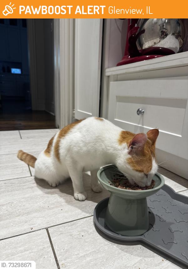 Found/Stray Female Cat last seen Glendale Rd and central Rd in Glenview, Glenview, IL 60025