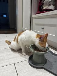 Found/Stray Female Cat last seen Glendale Rd and central Rd in Glenview, Glenview, IL 60025