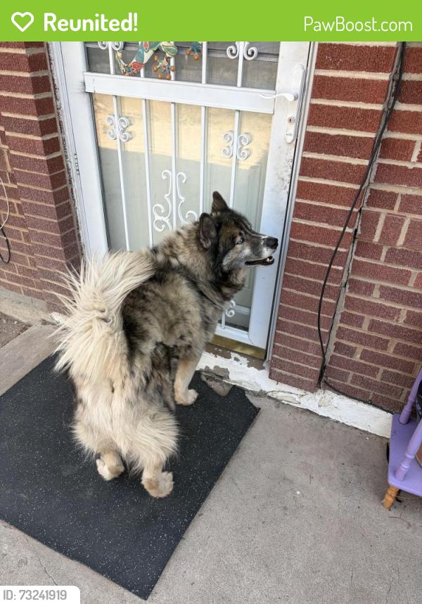 Reunited Unknown Dog last seen San mateo and constitution, Albuquerque, NM 87110