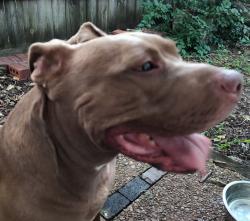 Found/Stray Unknown Dog last seen Highland and Greenland, Murfreesboro, TN 37130