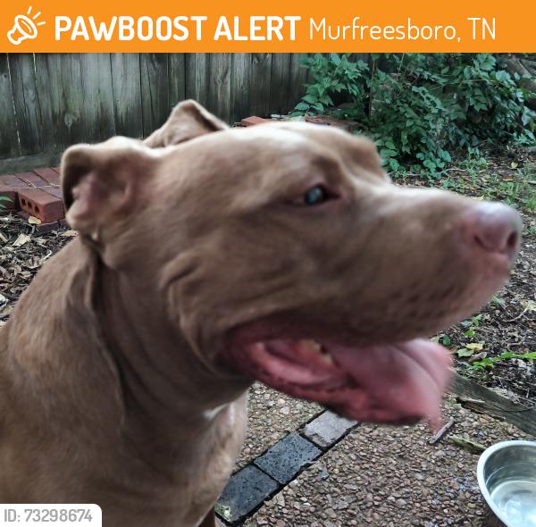 Found/Stray Unknown Dog last seen Highland and Greenland, Murfreesboro, TN 37130