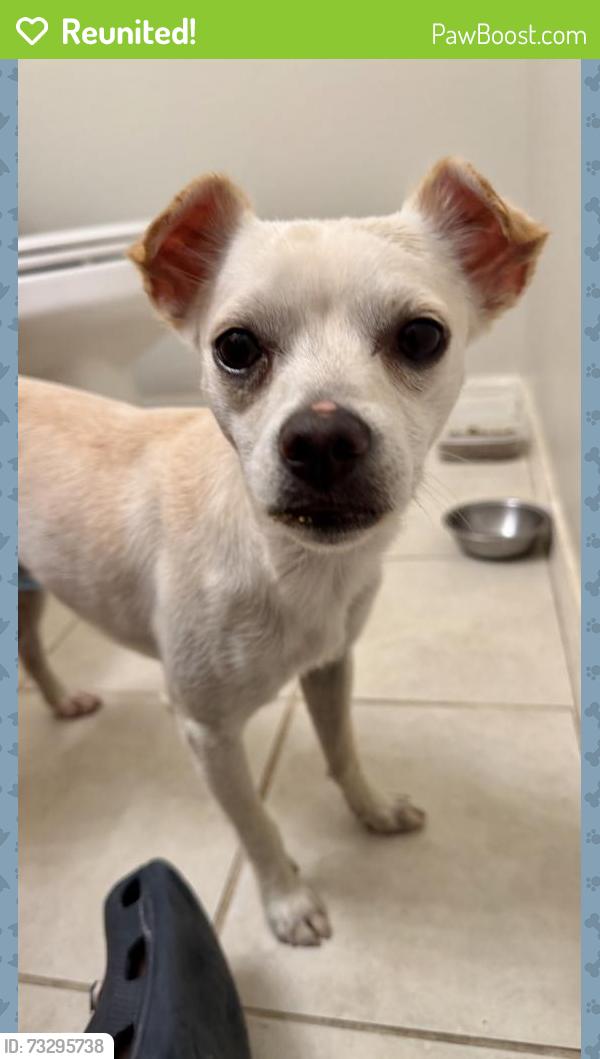 Reunited Male Dog last seen S 14th St & E Carter Rd, Phoenix, AZ 85042
