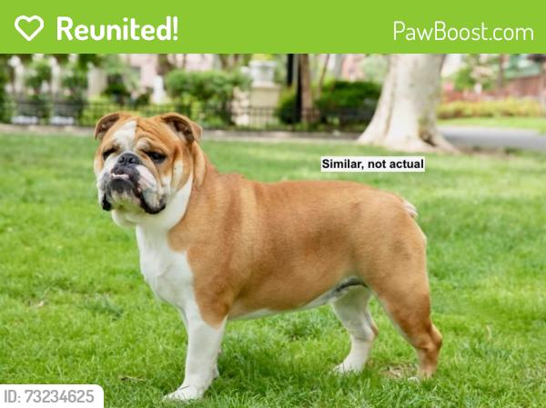 Reunited Female Dog last seen Jones Rd & Quarry Rd, Wellington twp, OH 44090, Wellington Township, OH 44090
