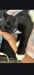 Lost Male Cat last seen Pine Aacres ct, Dunwoody, GA 30338