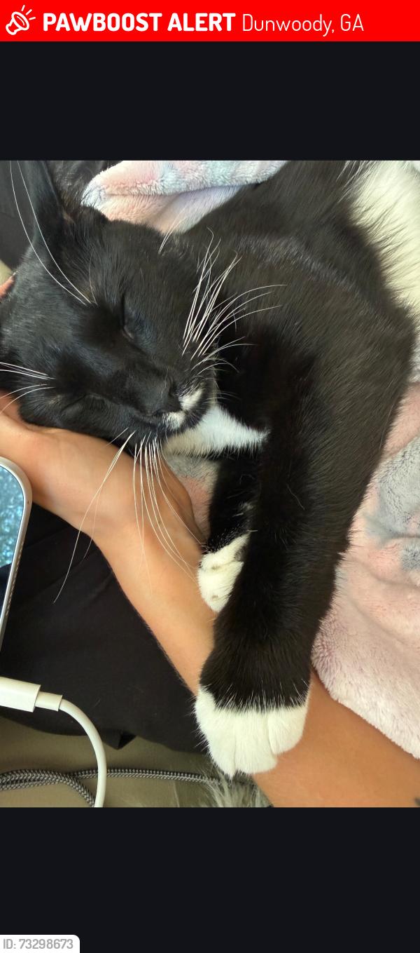 Lost Male Cat last seen Pine Aacres ct, Dunwoody, GA 30338