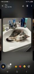 Lost Female Cat last seen Dawson's Floral, Windham, CT 06226