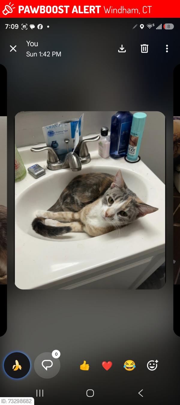 Lost Female Cat last seen Dawson's Floral, Windham, CT 06226