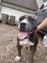 Reunited Female Dog last seen Spanish trail, Memphis, TN 38018