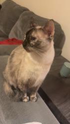 Reunited Female Cat last seen Crescent & Alamo by Brookhurst Park, Anaheim, CA 92801
