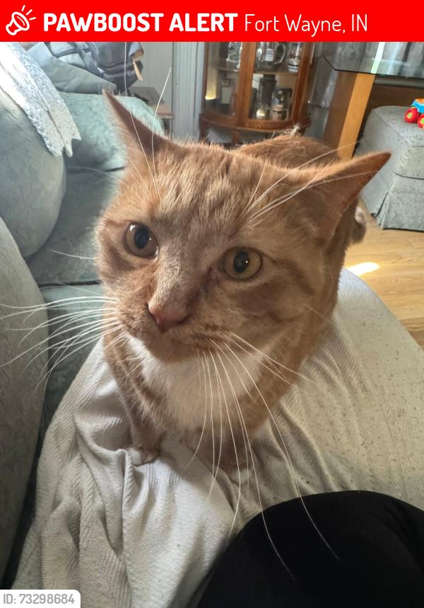 Lost Male Cat last seen West Main, Fort Wayne, IN 46808