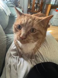 Lost Male Cat last seen West Main, Fort Wayne, IN 46808
