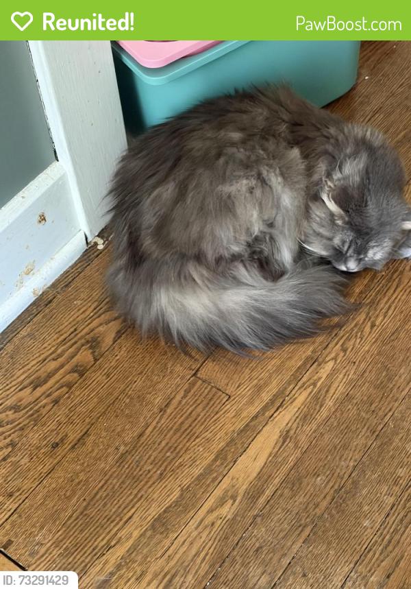 Reunited Male Cat last seen Hope Street, Cranberry Township, PA 16066