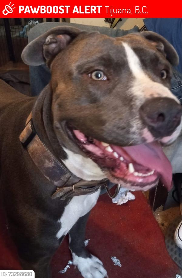 Lost Male Dog last seen 3ra, Tijuana, B.C. 22010
