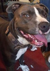 Lost Male Dog last seen 3ra, Tijuana, B.C. 22010