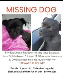 Lost Female Dog last seen Dwight and Rosecrans, Compton, CA 90222