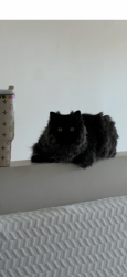 Reunited Male Cat last seen Frontier and mission, Oceanside, CA 92054