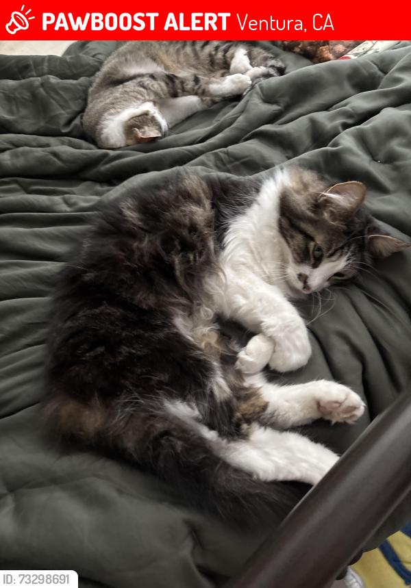 Lost Male Cat last seen Near el dorado ct, Ventura, CA 93004