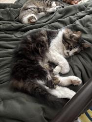 Lost Male Cat last seen Near el dorado ct, Ventura, CA 93004