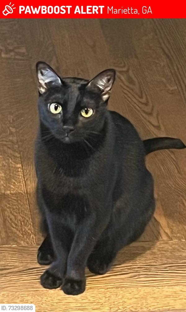 Lost Female Cat last seen Hitchcock Mill Run, Marietta, GA 30068