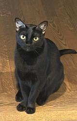Lost Female Cat last seen Hitchcock Mill Run, Marietta, GA 30068