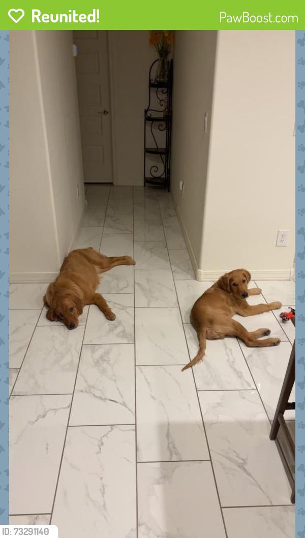 Reunited Female Dog last seen Arizona Christian University, Glendale, AZ 85306