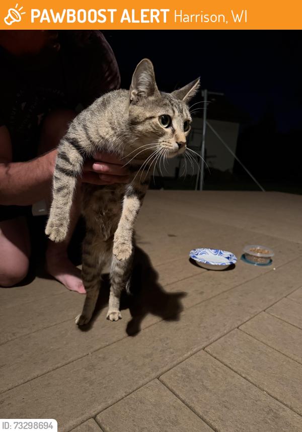 Found/Stray Female Cat last seen Anna Court, Harrison, WI 54915