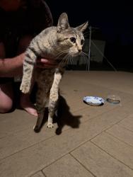 Found/Stray Female Cat last seen Anna Court, Harrison, WI 54915
