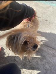 Lost Male Dog last seen Avalon blvd and 132nd st, Los Angeles, CA 90061