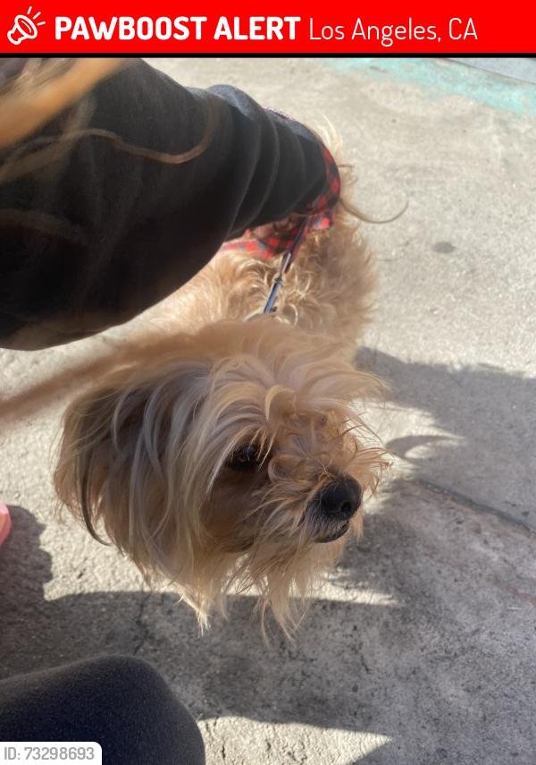 Lost Male Dog last seen Avalon blvd and 132nd st, Los Angeles, CA 90061