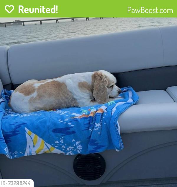 Reunited Male Dog last seen Looper Rd, South Carolina 29669, USA, Anderson County, SC 29669