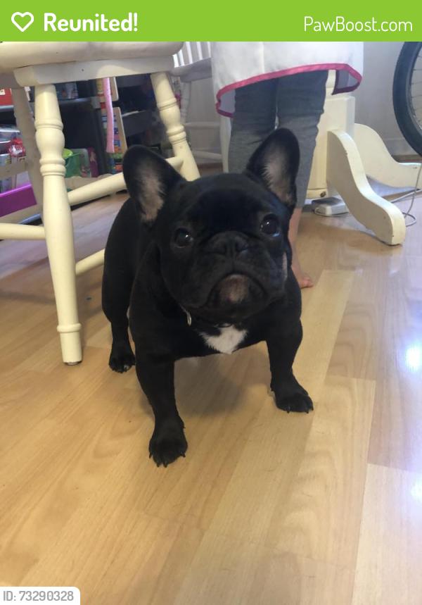 Reunited Female Dog last seen Budd Ave. & S. Winchester, Campbell, CA 95008