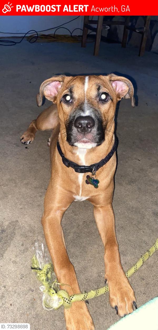 Lost Female Dog last seen Cherry hill, Acworth, GA 30101