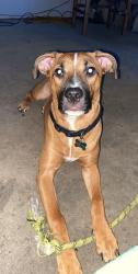 Lost Female Dog last seen Cherry hill, Acworth, GA 30101