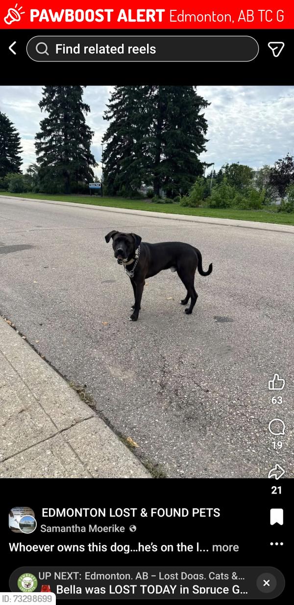 Lost Male Dog last seen Near 78st, Edmonton, AB T5C 1G6